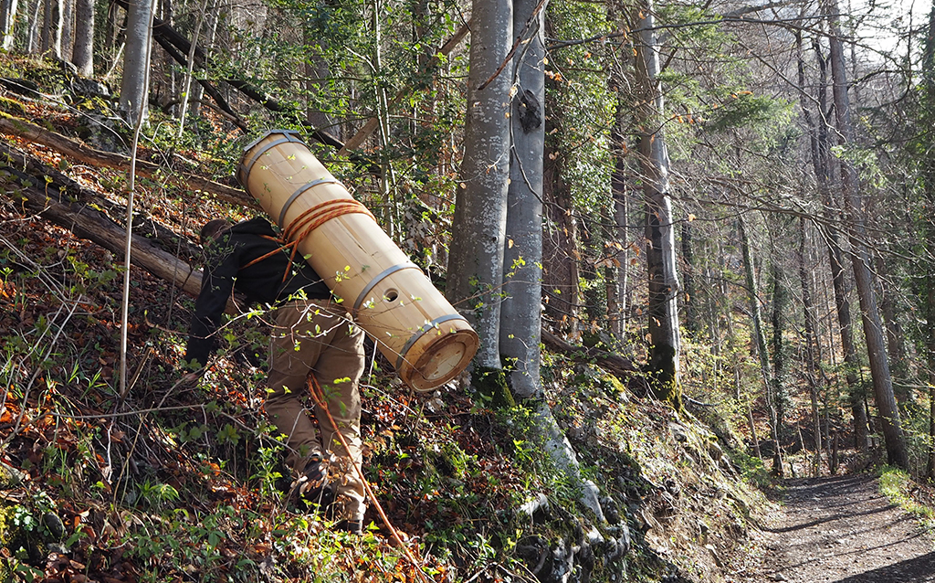 Eine Baumhöhle wird im Wald installiert