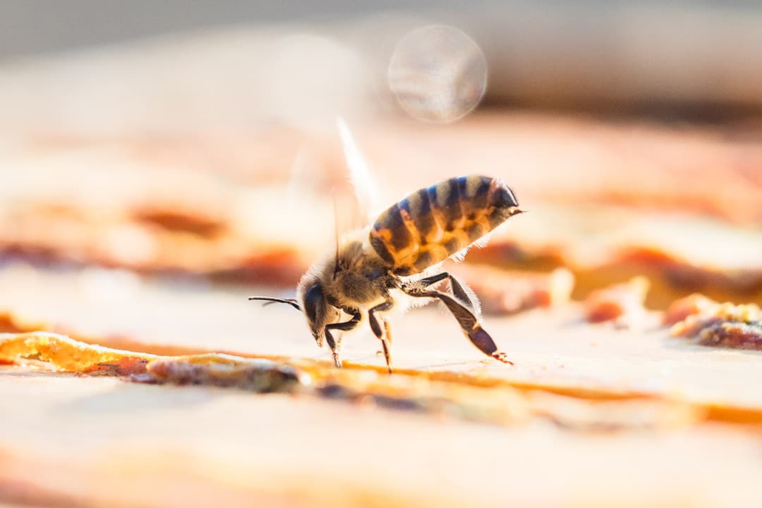 FreeTheBees Sommer-Bulletin Nr. 35