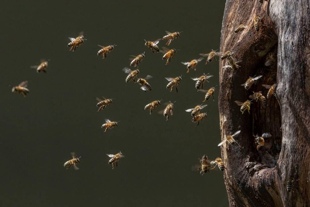 SWISS BEEMAPPING