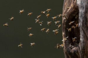 Wild lebendes Honigbienenvolk lebt in einer Baumhöhle im Wald_Foto: Ingo Arndt