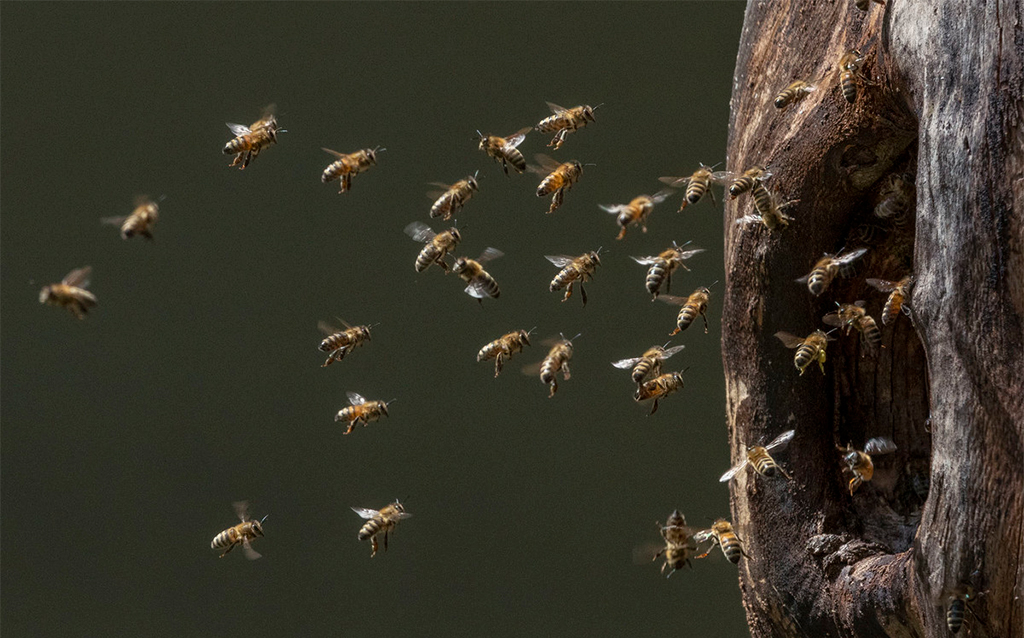Bienen in einer Baumhöhle