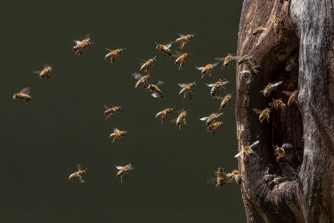 Wild lebendes Honigbienenvolk lebt in einer Baumhöhle im Wald_Foto: Ingo Arndt