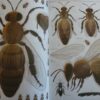 Bienen von Piotr Socha – Bild 2
