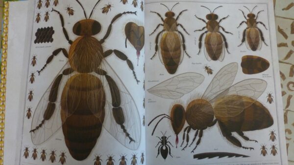 Bienen von Piotr Socha – Bild 2