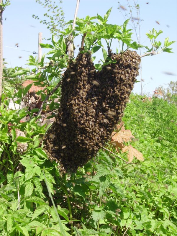 Bienenschwarm natürlich