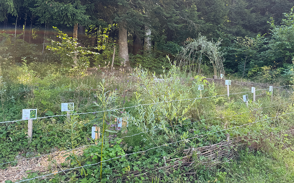 Pflanzenreichtum am Entdeckungspfad