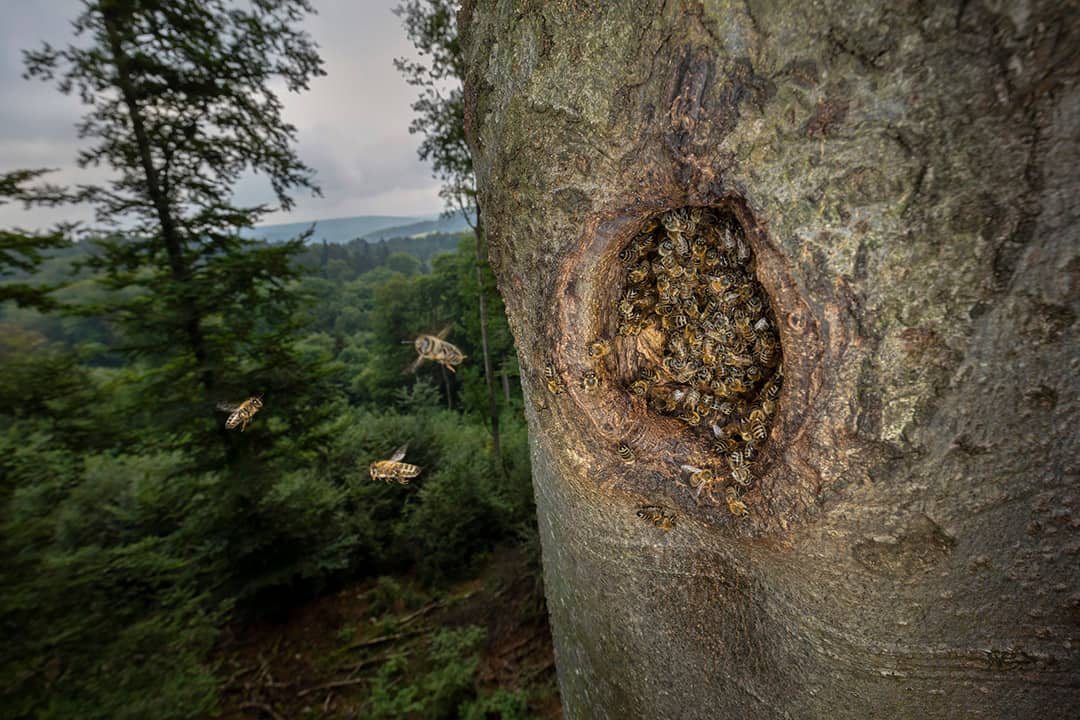 Baumhöhle mit wildlebenden Honigbienen_Ingo Arndt