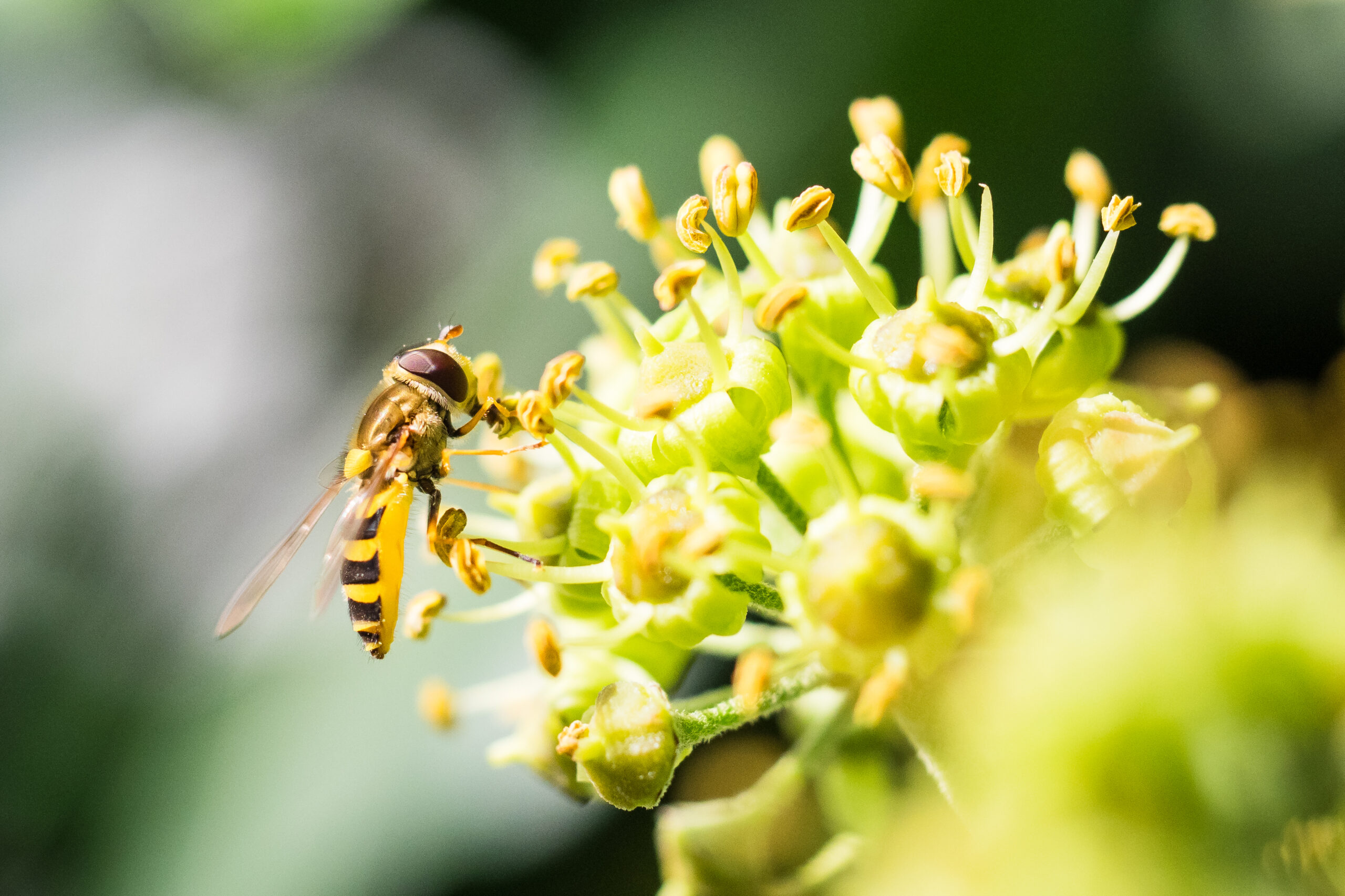 Schwebfliege auf einer Efeu Blüte