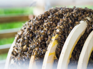 Bienenvolk im Weißenseifener Hängekorb
