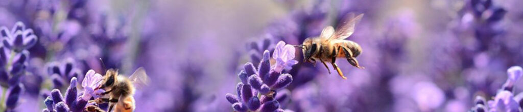 konferenz conférence freethebees