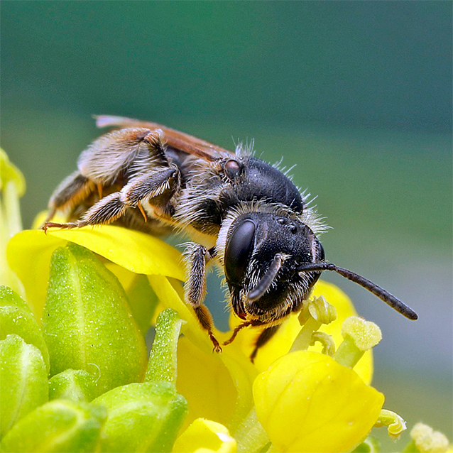 Andrena Distinguenda