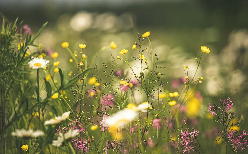 Biodiversität