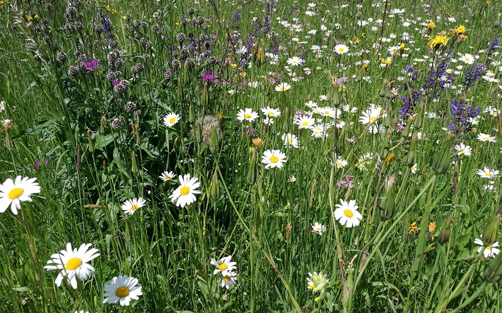 Artenreiche Blumenwiesen