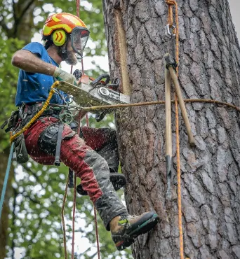 Ein modern arbeitender Baumpfleger schlägt eine Höhle in den lebenden Baum.