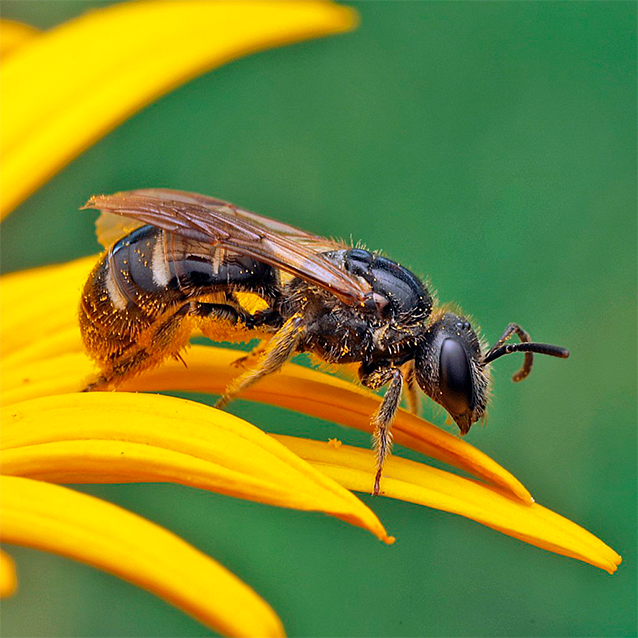 Lasioglossum Quadrinotatulum