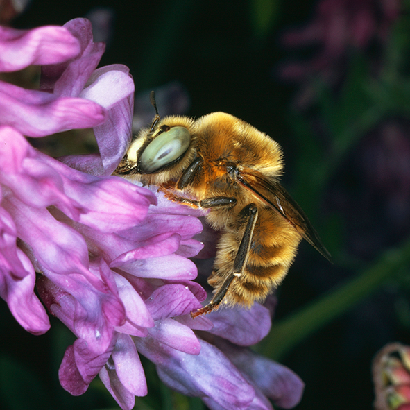 Melitturga clavicornis