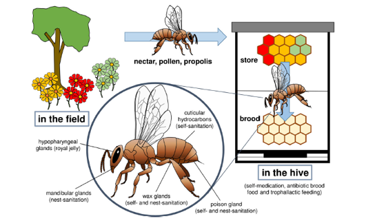 Repertoire an Futter- und selbst produzierten Stoffen, die von den Honigbienen nicht nur zur Selbst- und Nesthygiene, sondern auch zur antibiotischen Fütterung der Brut und anderer Nestgenossen verwendet werden. Auf dem Feld: Sekundäre Pflanzenmetaboliten mit antibiotischem Potenzial werden zwangsläufig zusammen mit Pollen und Nektar gefüttert. Propolis mit hochgradig antiviralen und antibiotischen Verbindungen wird von speziellen Sammlerinnen zur Reinhaltung von Nisthöhlen gesammelt. Im Bienenstock: Gelagerter Honig und Bienenbrot können selektiv zur Fütterung kranker und gesunder Larven und anderer Nestmitglieder verwendet werden. An der Biene: Drüsensekrete mit antibiotischer Aktivität können für die Gesundheit von Individuen und Bienenvölkern verwendet werden.