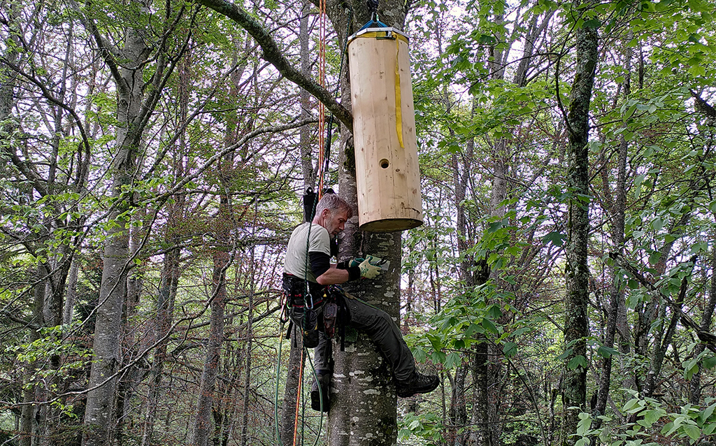 Installation einer Baumhöhle auf einem Baum