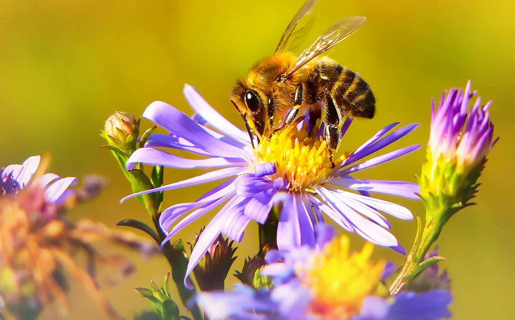 Biene auf Blume