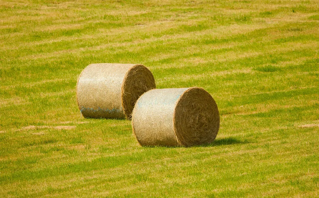 Heuballen und Silage, teils sogar in weissem Plastik verpackt.