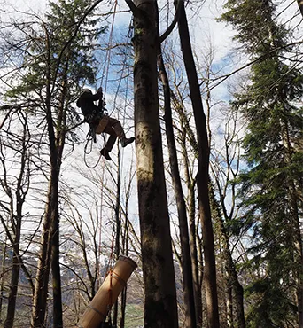 Ein Baumpfleger von FreeTheBees montiert einen SwissTree auf einem Baum