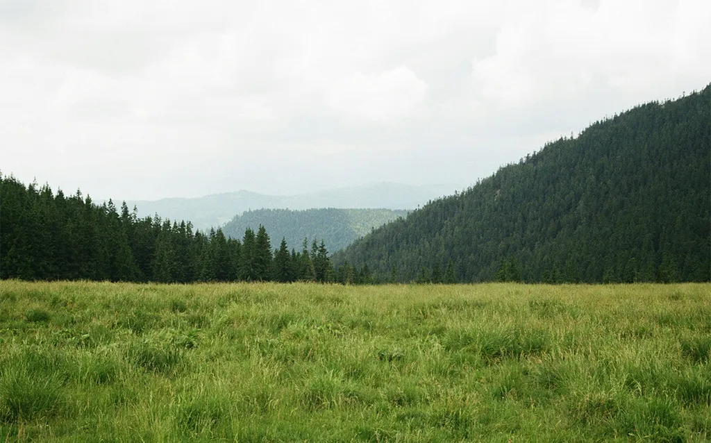 Grüne Wüste ohne Blumenvielfalt