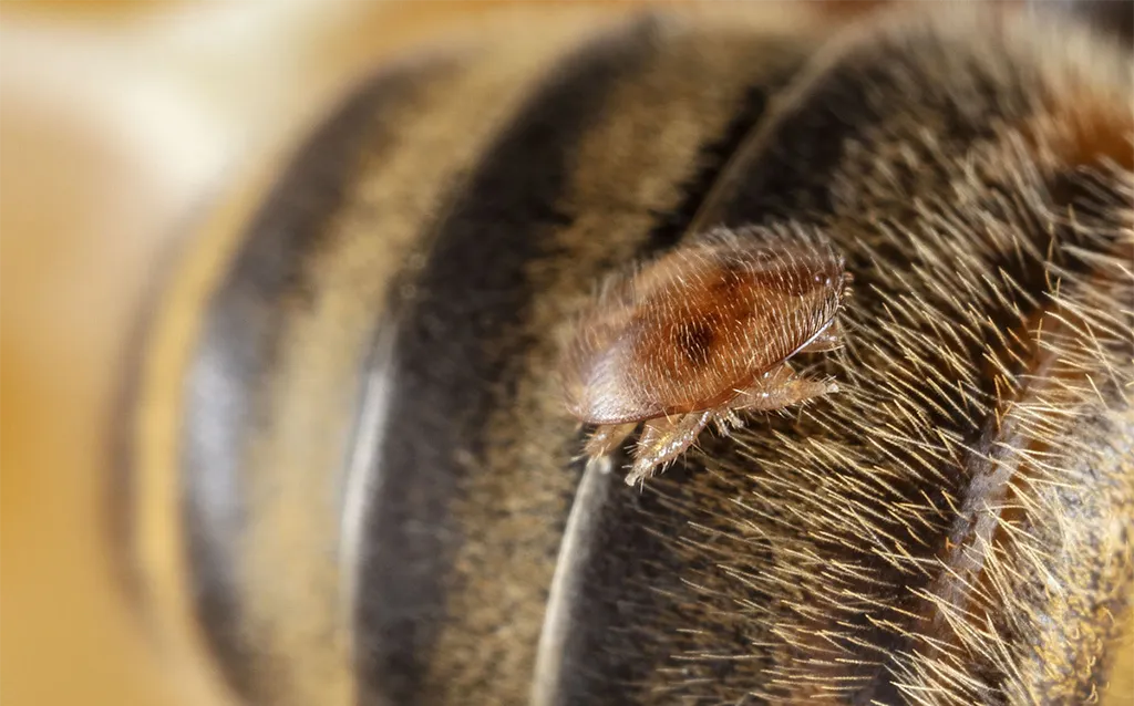 Varroa