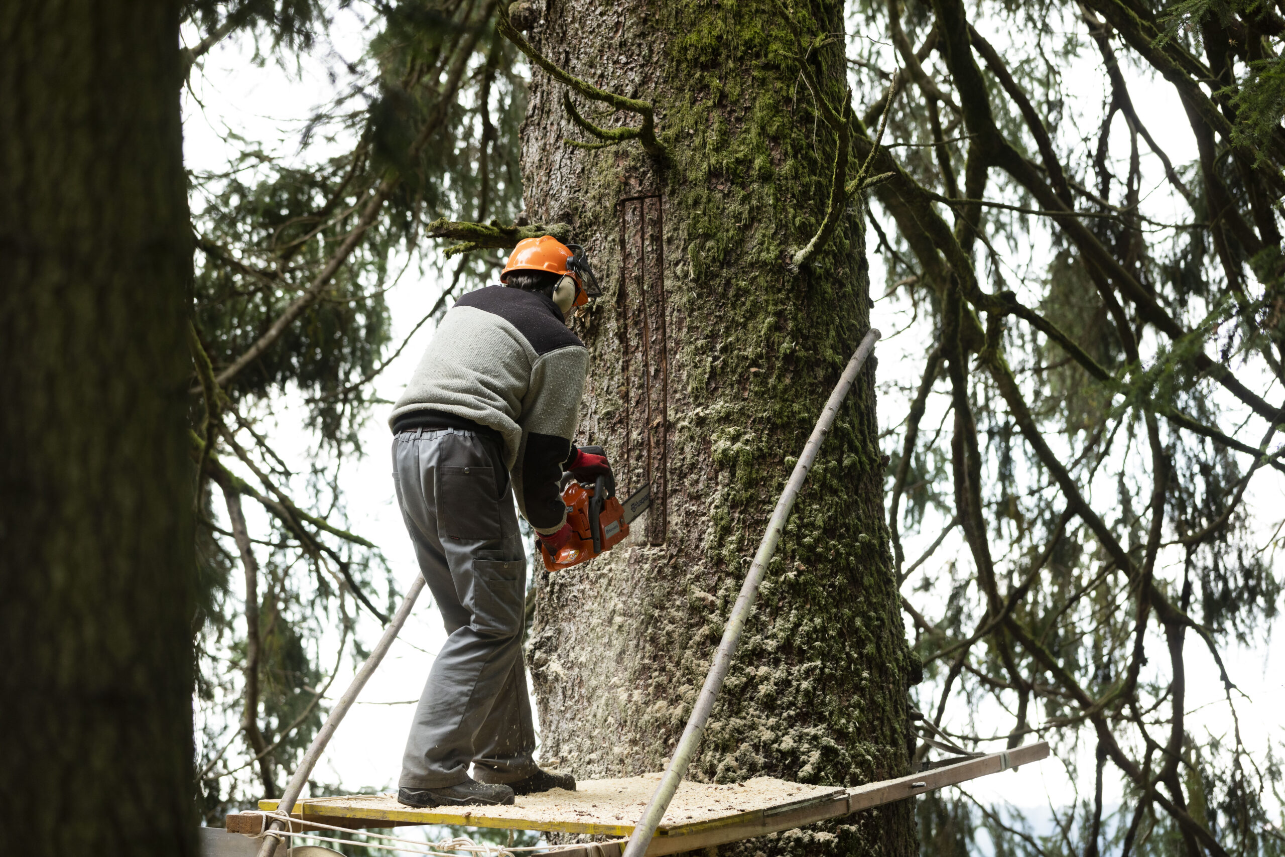 FreeTheBees erstellt eine Zeidler Baumhöhle