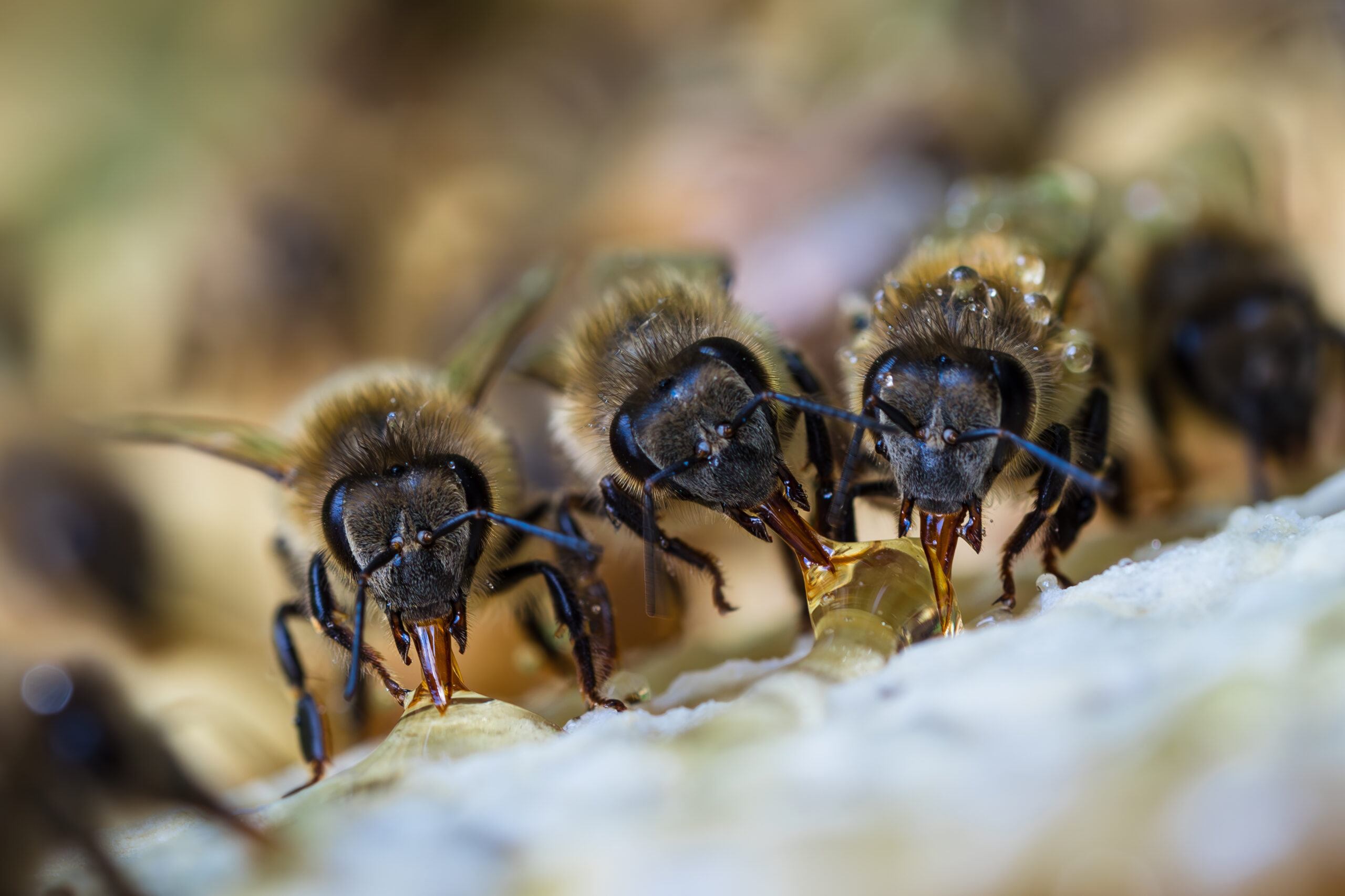 Drei Bienen saugen Honigtropfen von einer Wabe im Bienenstock
