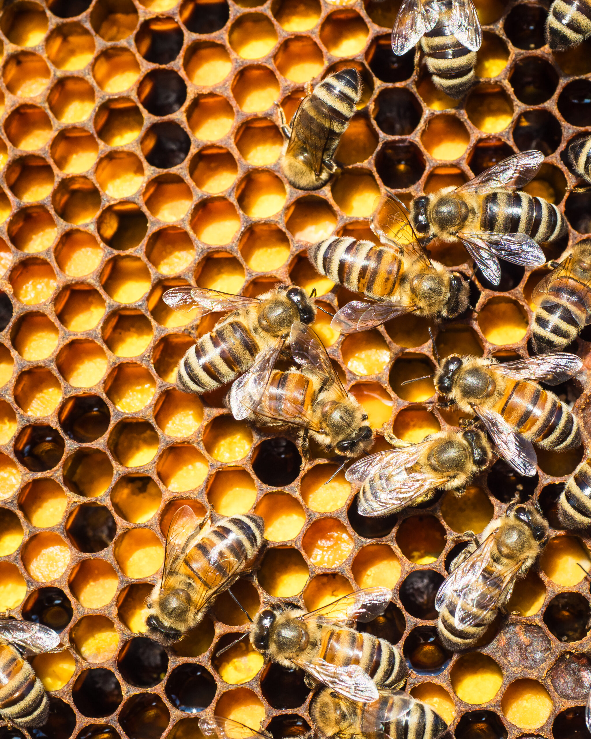 Arbeiterinnen auf mit gelbem Pollen gefüllten Waben