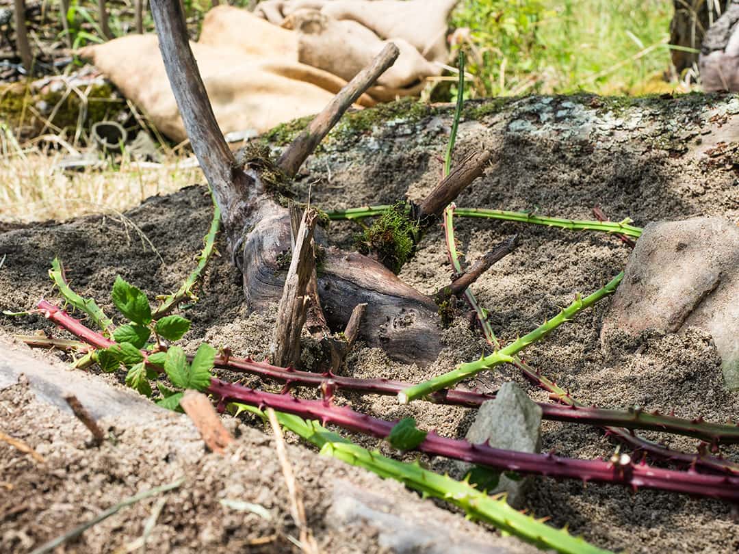 Das Sandarium ist fertig und wird mit dornengewächs gegen Katzen verteilgt