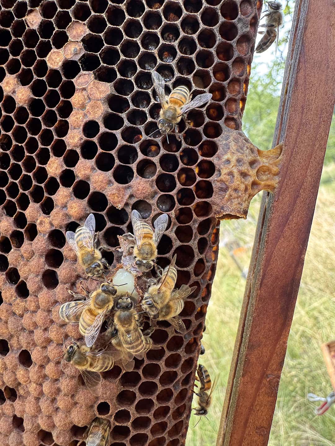 Eine Weiselzelle wurde gebaut während die Königin gekäfigt war 
