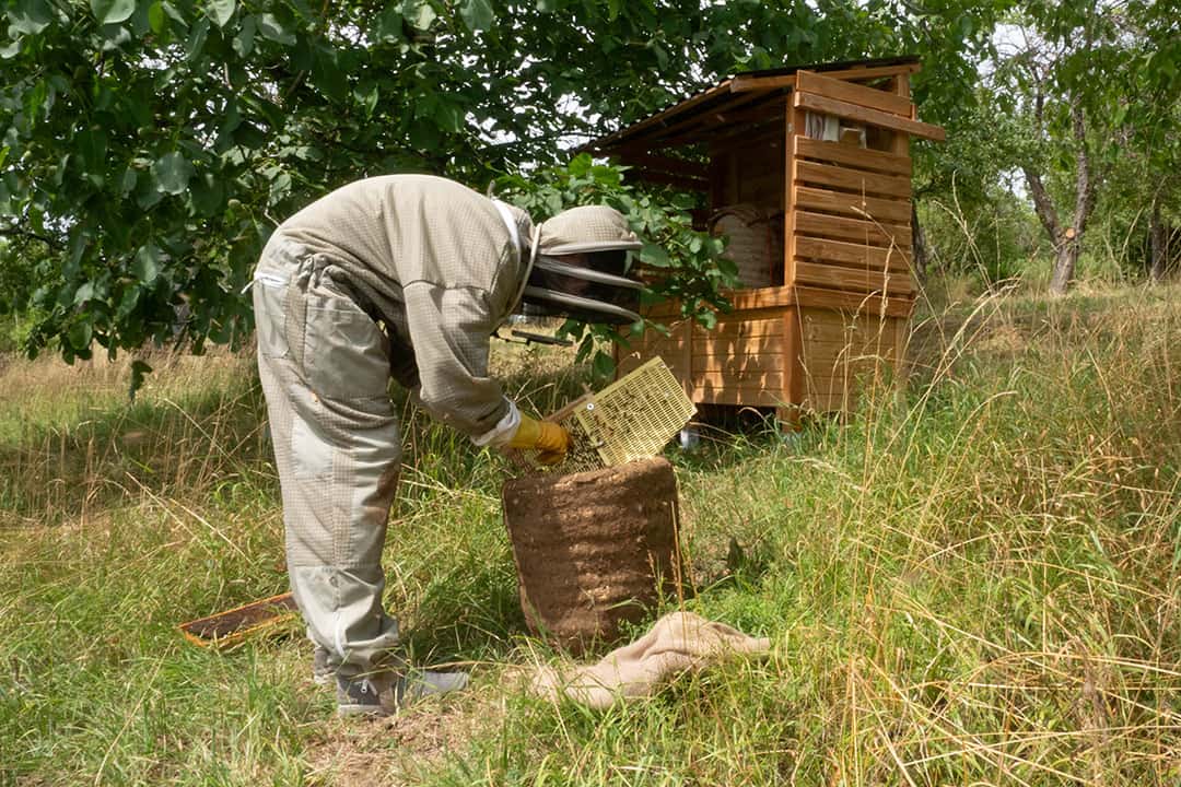 Die gekäfigte Königin wird mit Begleitbienen in einen traditionellen Lüneburger Stülper einlogiert 