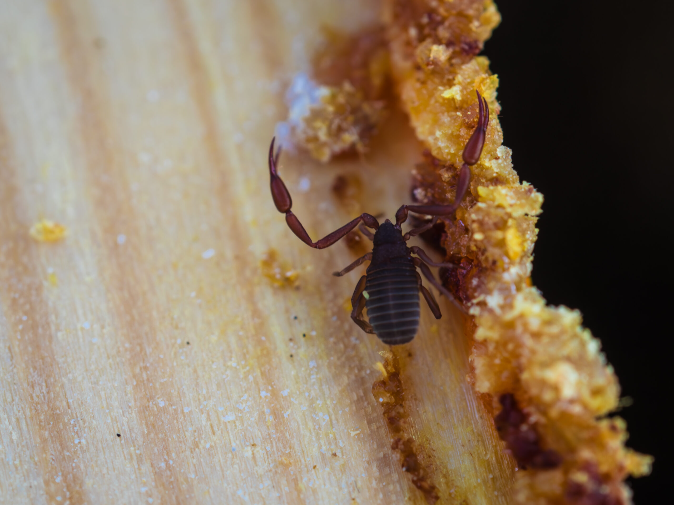 Ein Bücherskorpion in einer Einraumbeute – EinErfolg Ameisensäure-freier Behandlung