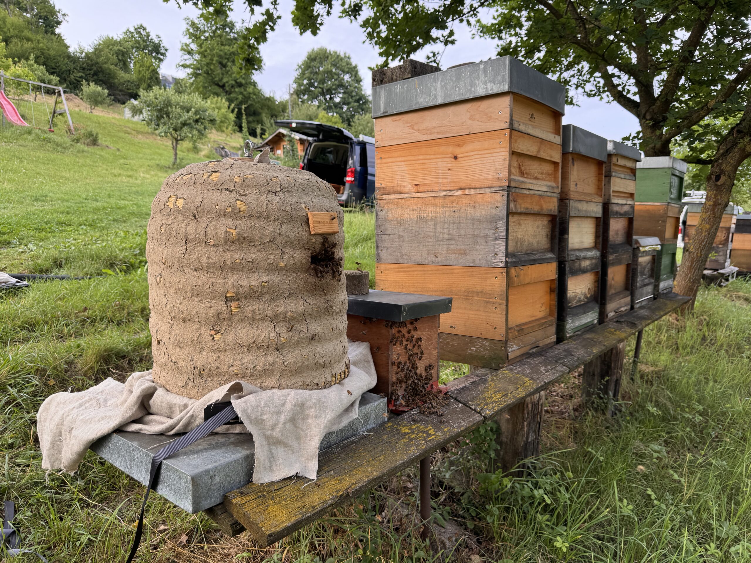 Die Bienen wurde in den traditionellen Lüneburger Stülper eingeschlagen 