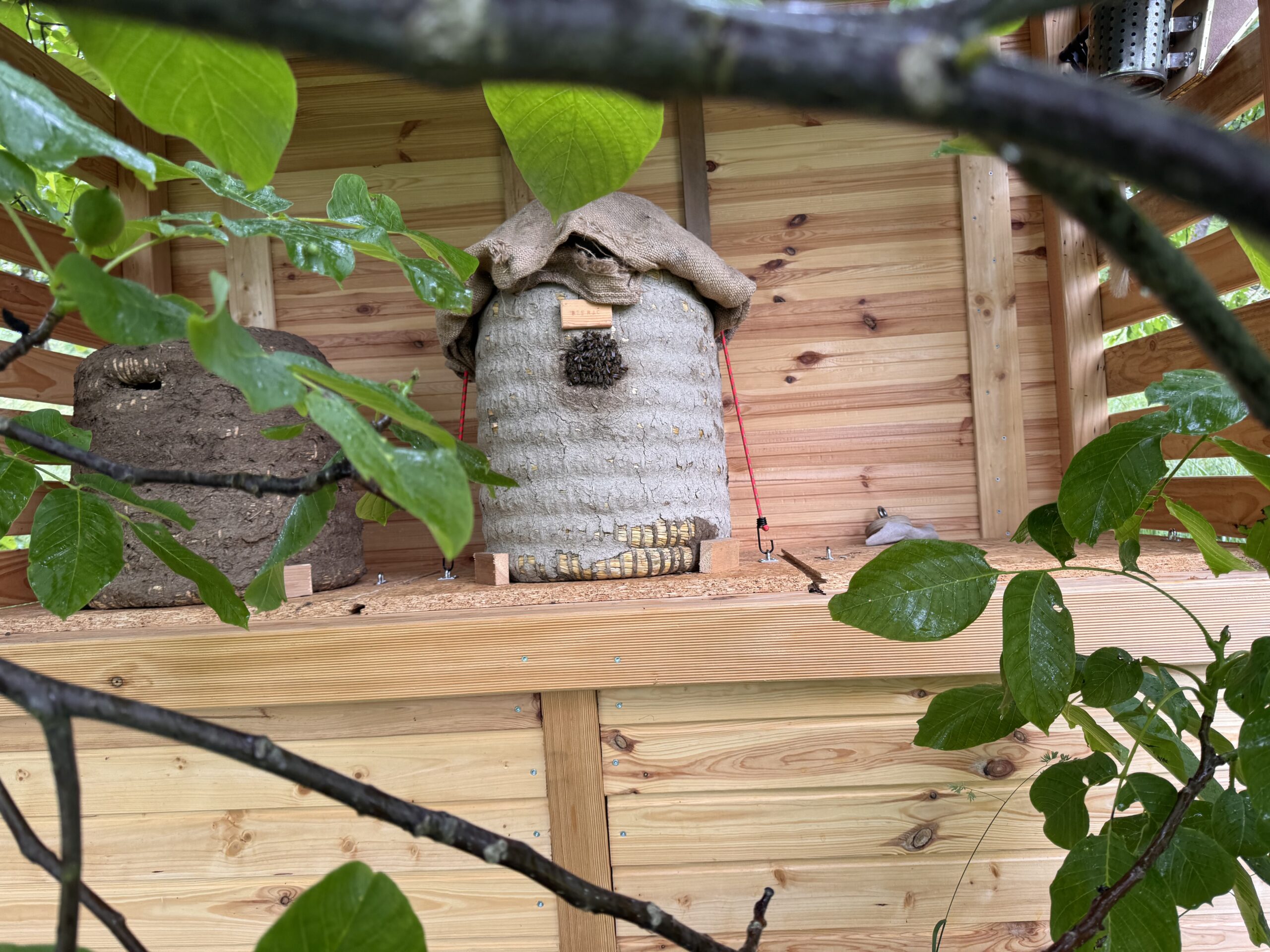 Die Bienen entwickeln sich prächtig an ihrem neuen Bienenstand im Bienenkorb 