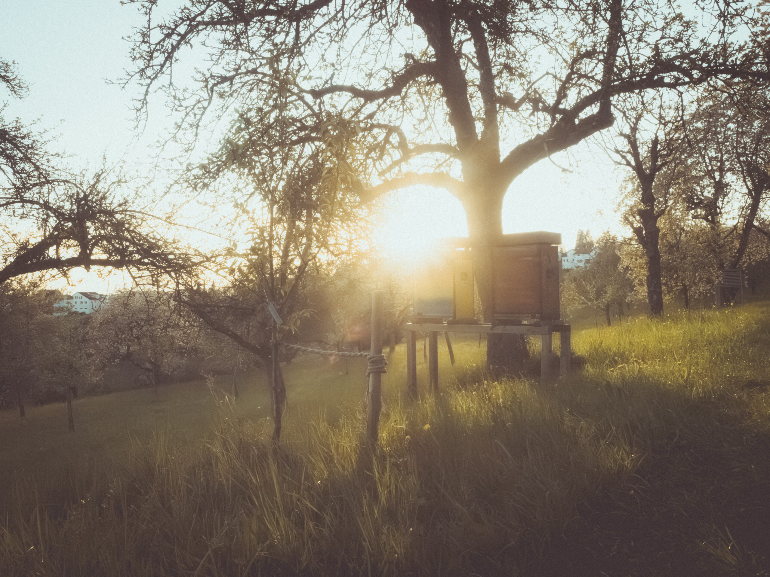 Einraumbeuten im Sonnenuntergang