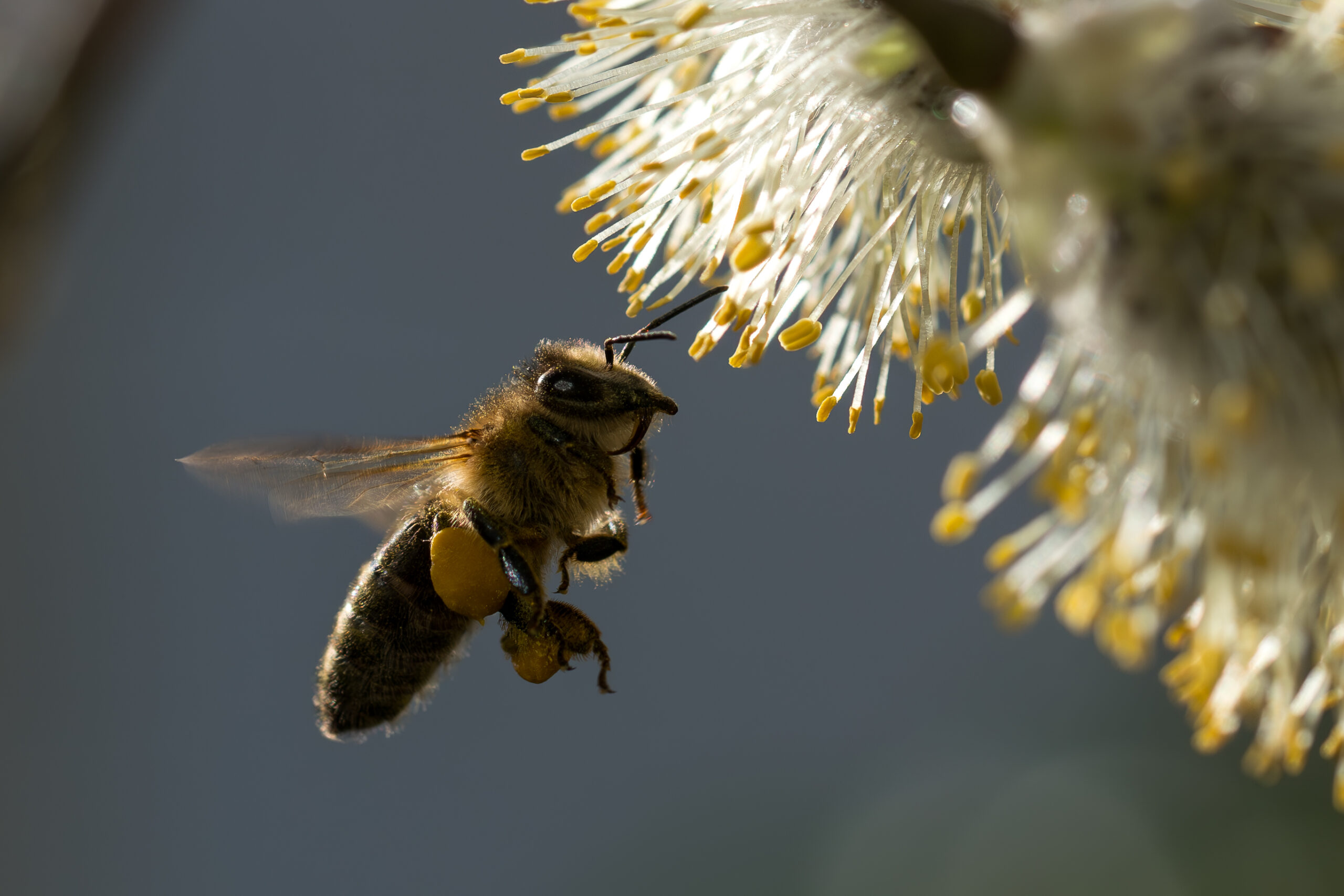 Honigbiene sammelt Pollen an Weidenkätzchen im Frühling