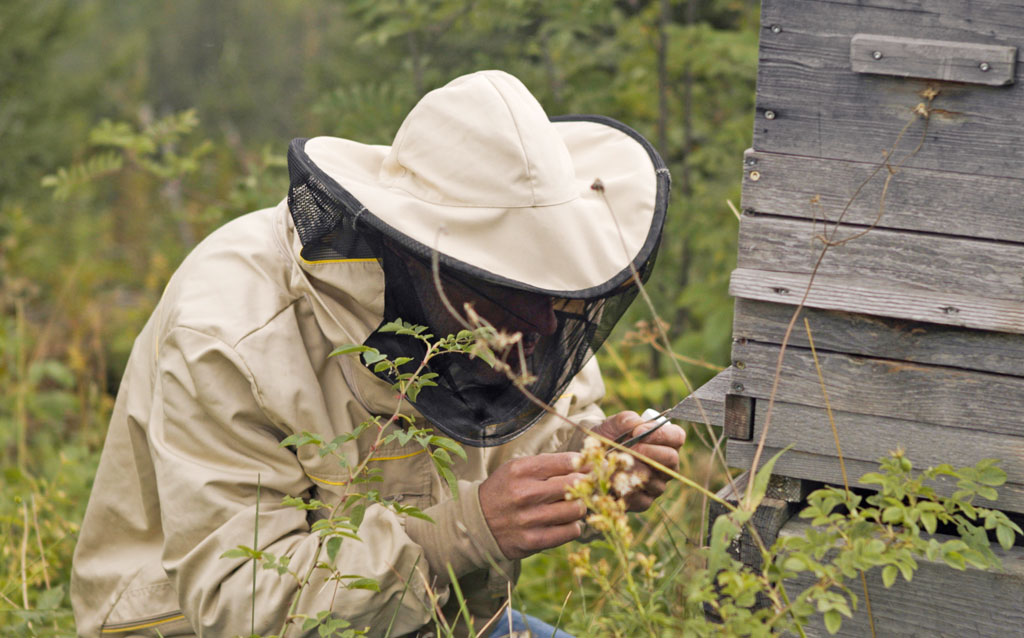 Spürhunde-FreeTheBees Einsatz von Hunden zur Früherkennung von Bienenkrankheiten