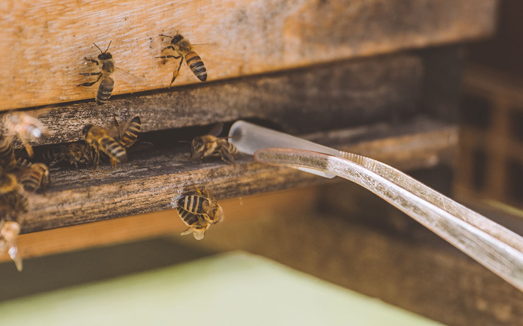 Spürhunde-FreeTheBees Einsatz von Hunden zur Früherkennung von Bienenkrankheiten