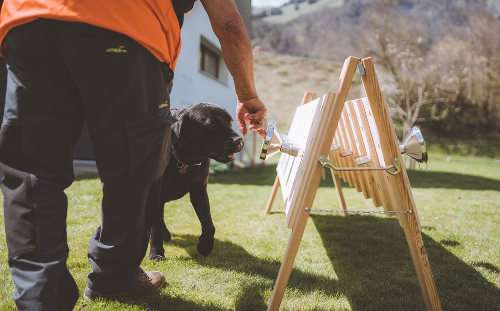 Spürhunde-FreeTheBees Einsatz von Hunden zur Früherkennung von Bienenkrankheiten