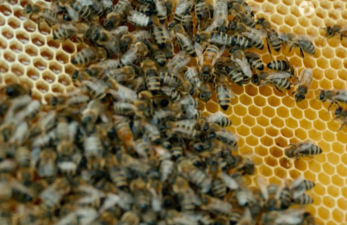 Honigbienen