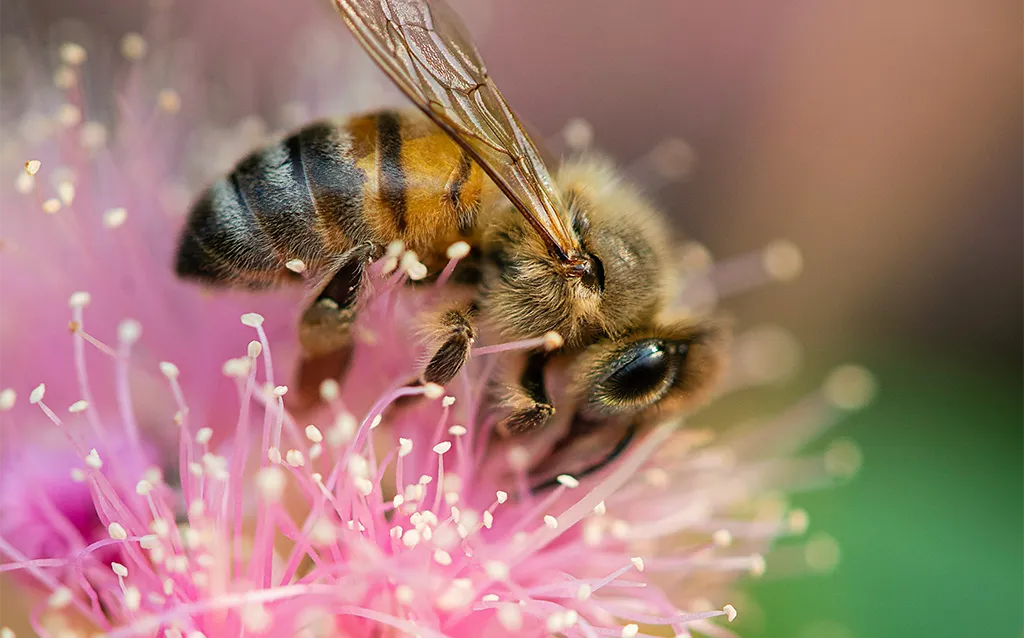 Biene auf Blume