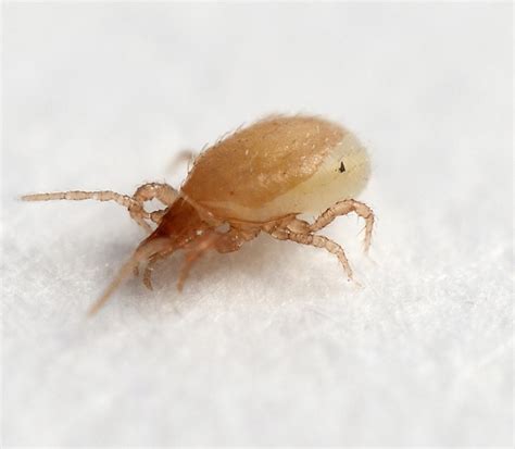 Stratiolaelaps-scimitus