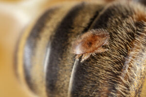Varroa auf Honigbiene